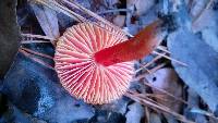 Hygrocybe coccinea image