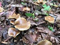 Psilocybe cyanescens image