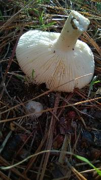 Russula emetica image