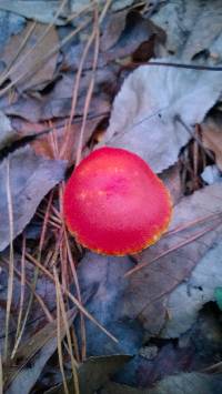 Hygrocybe coccinea image