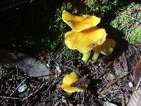 Hygrocybe chlorophana image