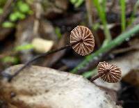 Gymnopus quercophilus image