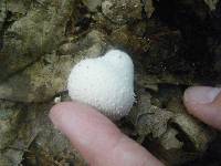 Lycoperdon perlatum image