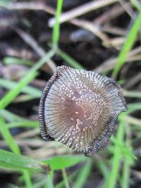 Coprinellus domesticus image