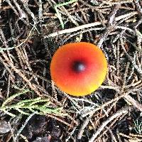 Hygrocybe singeri image