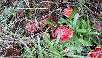 Russula sanguinaria image