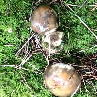 Suillus pungens image