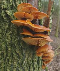 Flammulina velutipes image