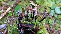 Xylaria hypoxylon image