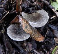 Clitocybe trulliformis image