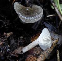 Clitocybe trulliformis image