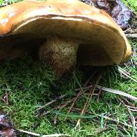 Suillus pungens image