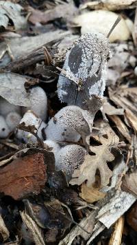 Coprinopsis lagopus image