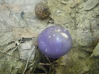 Cortinarius iodes image