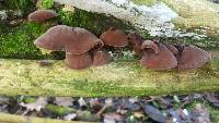 Auricularia auricula-judae image