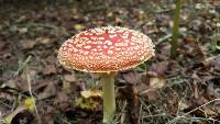 Amanita muscaria image