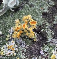 Teloschistes chrysophthalmus image