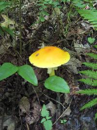 Amanita flavoconia image