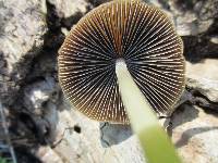 Psathyrella atrospora image