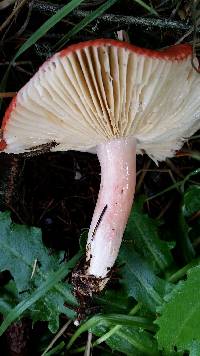 Russula sanguinaria image