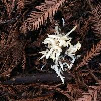 Clavaria fragilis image