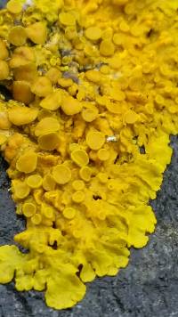 Xanthoria parietina var. parietina image