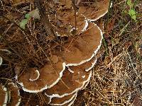 Ganoderma applanatum image