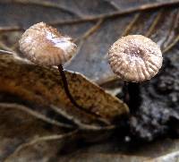 Gymnopus quercophilus image