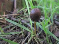 Psathyrella atrospora image