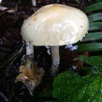 Stropharia ambigua image