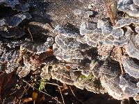 Trametes versicolor image