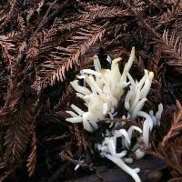 Clavaria fragilis image