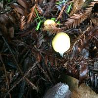 Stropharia ambigua image