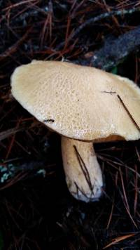 Suillus tomentosus image