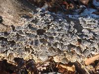 Trametes versicolor image