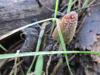 Coprinellus domesticus image