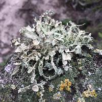 Ramalina leptocarpha image