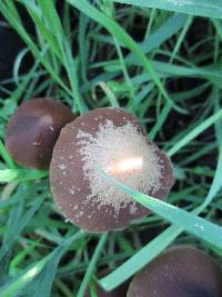 Psathyrella atrospora image