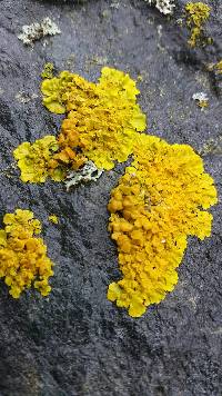 Xanthoria parietina var. parietina image