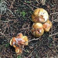 Suillus pungens image