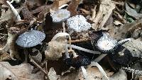 Coprinopsis lagopus image