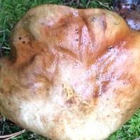 Suillus pungens image