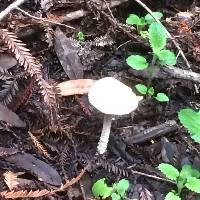 Stropharia ambigua image