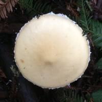 Stropharia ambigua image