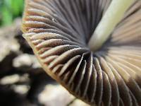 Psathyrella atrospora image