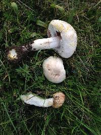 Agaricus xanthodermus image