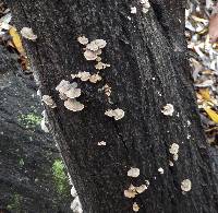 Schizophyllum commune image