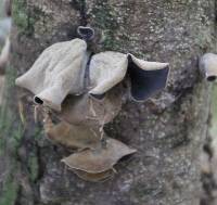 Auricularia cornea image