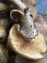 Armillaria mellea image