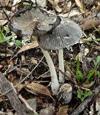 Coprinopsis lagopus image